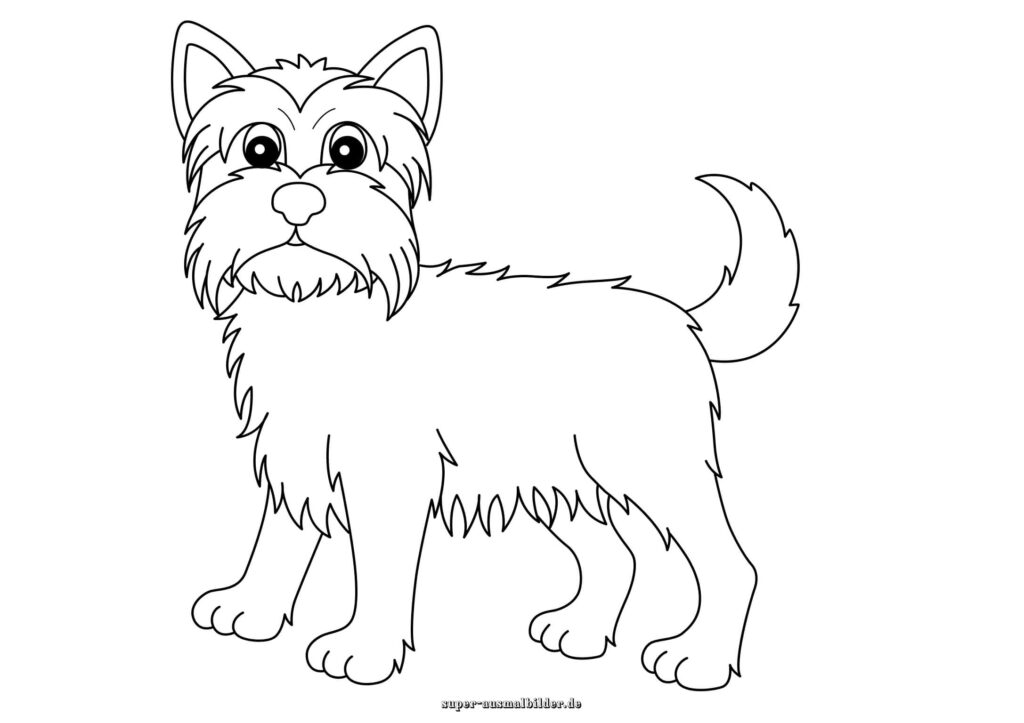 Hund Ausmalbild flauschiger Terrier mit Bart und großen Augen, einfache Hund Malvorlage zum Ausmalen