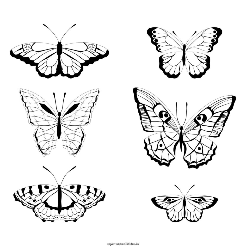 Schmetterling Ausmalbilder realistische Schmetterlinge mit Flügelmustern, Schmetterling Ausmalbild kostenlos