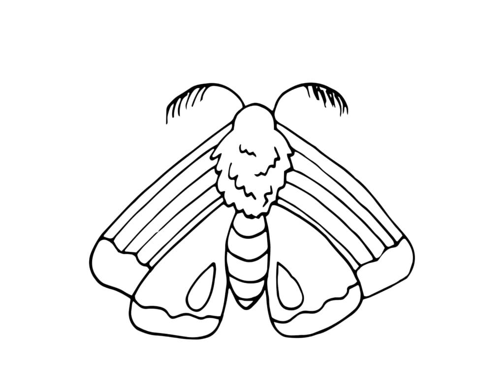 Ausmalbild Schmetterling Schlichte Malvorlage eines Schmetterlings mit breiten Flügeln und Details, kostenlos für Kinder zum Ausdrucken