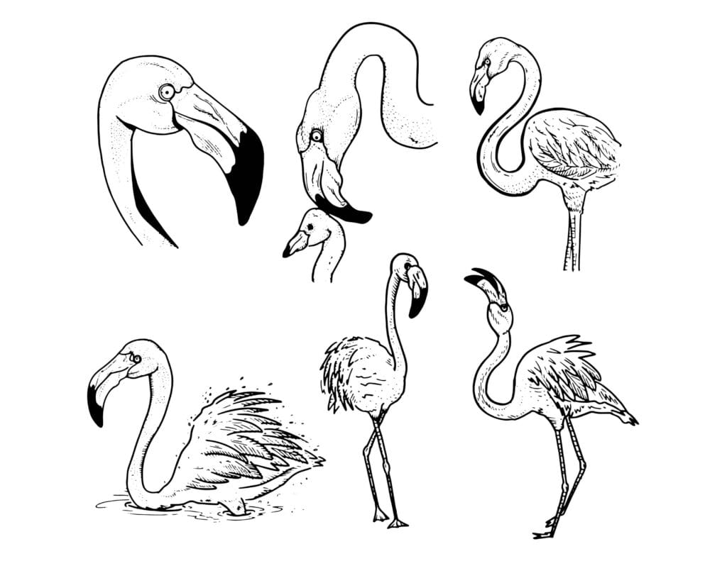 Flamingo Ausmalbild Verschiedene Flamingos in realistischem Stil Kopfportraits, stehende, badende und laufende Vögel, Malvorlagen kostenlos zum Drucken