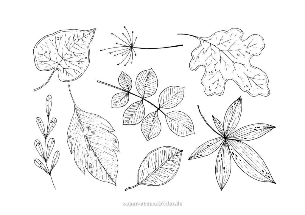 Herbst Ausmalbilder – Verschiedene Blätter detailliert gezeichnet, kostenlose Herbst Malvorlage für Kinder und Erwachsene