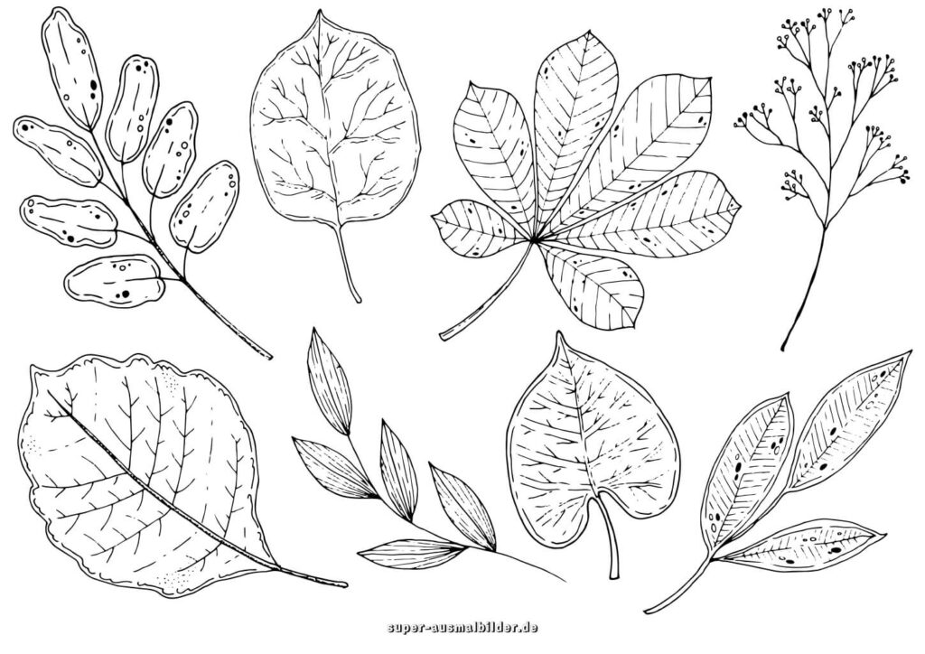Herbst Ausmalbilder – Verschiedene Blätter detailliert gezeichnet, kostenlose Malvorlage Herbst für Erwachsene
