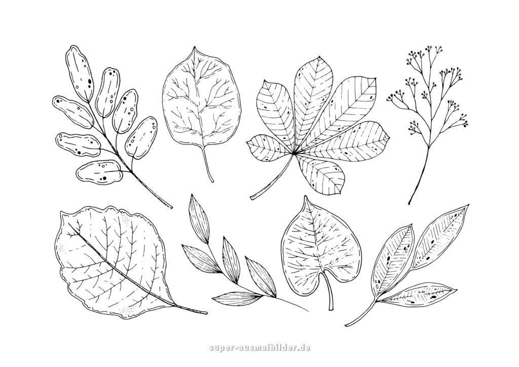 Herbst Malvorlage – Verschiedene Herbstblätter mit Adern und feinen Details, Herbstbilder zum Ausmalen kostenlos für Erwachsene