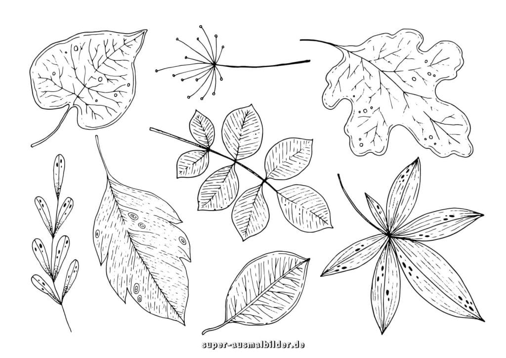 Ahorn und Eichenblätter Malvorlage – verschiedene Blätterarten mit feinen Details, Herbst Ausmalbilder kostenlos