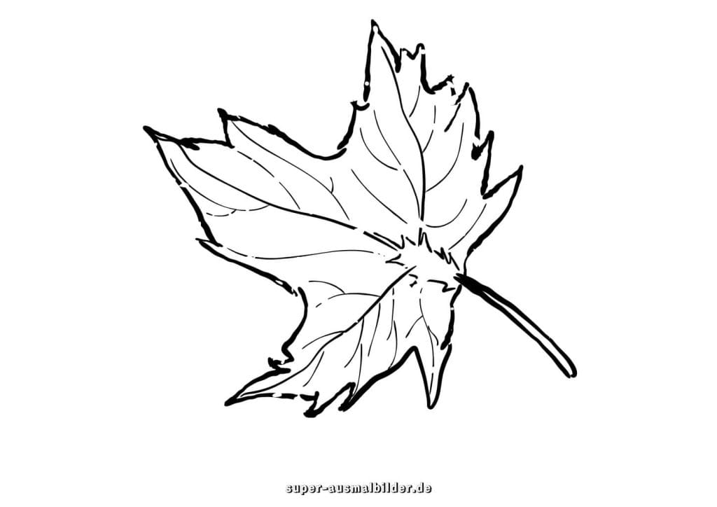 Ahornblatt Malvorlage – großes Herbstblatt mit feinen Linien, klassisches Ausmalbild zum kostenlosen Herunterladen