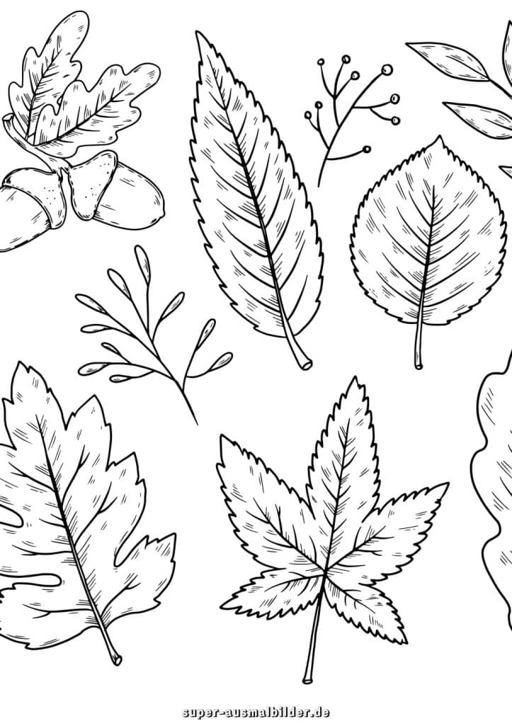 Blätter und Eicheln Ausmalbild – detaillierte Herbstblätter mit Eicheln und Zweigen, kostenlos zum Ausdrucken für Kinder