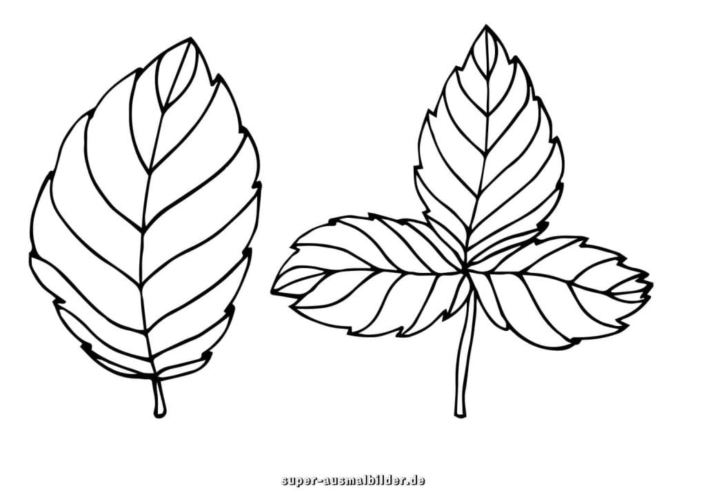 Blätterpaar Malvorlage – zwei einfache Herbstblätter mit klaren Linien, kostenlose Ausmalbilder zum Drucken für Kinder