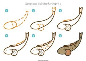 Fisch zeichnen lernen Schritt für Schritt