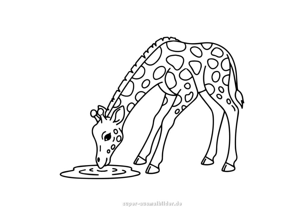 Giraffe Malvorlage – Giraffe trinkt Wasser, realistische Ausmalvorlage für Kinder und Tierliebhaber
