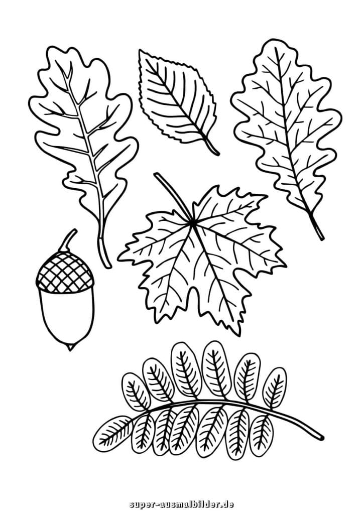 Herbstblätter Sammlung Malvorlage – verschiedene Blätter und Eicheln, kostenlose Ausmalbilder zum Drucken