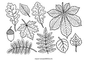 28 Herbstblätter Ausmalbilder – kostenlos zum Drucken