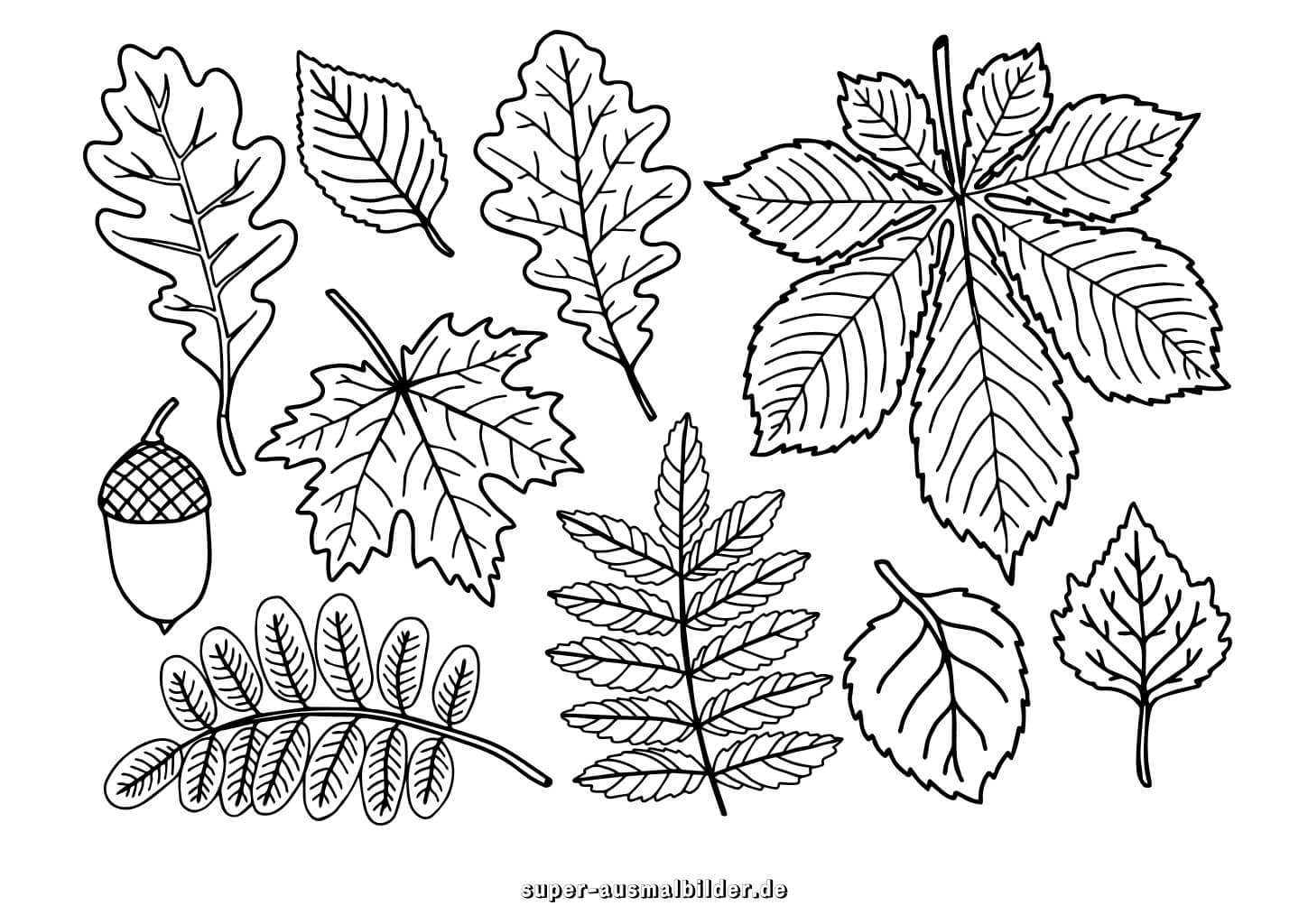 Herbstblätter Sammlung Malvorlage – verschiedene Blätter und Eicheln, kostenlose Ausmalbilder zum Drucken für Kinder