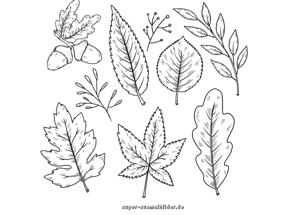 Herbstblätter Sammlung Malvorlage – verschiedene Blätter und Eicheln zum Ausmalen, kostenlose Druckvorlage für Kinder