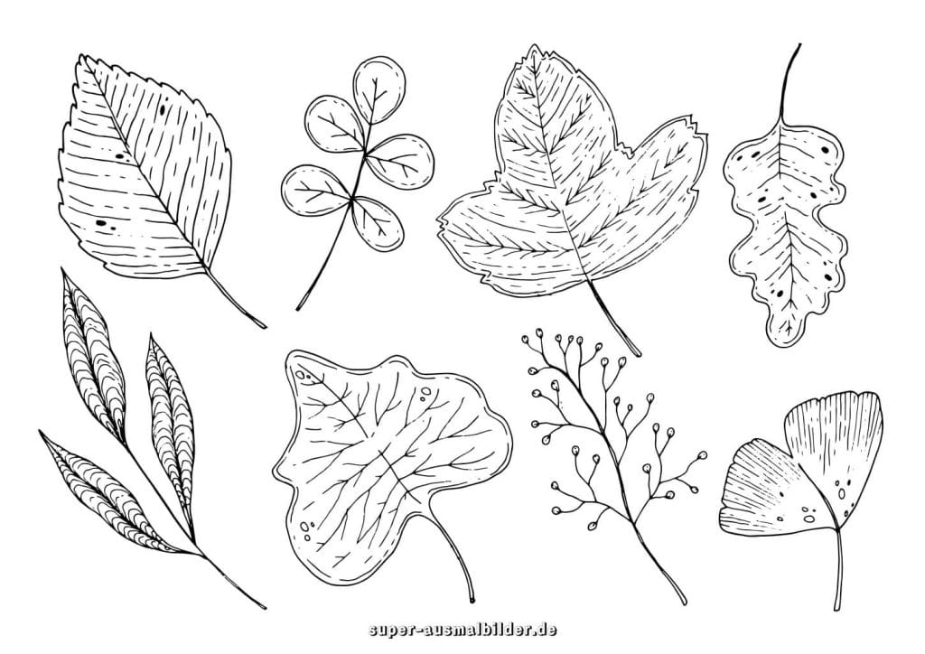 Herbstblätter Set Malvorlage – bunte Sammlung verschiedener Blätterarten, kostenlose Ausmalbilder für Kinder