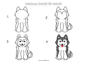 Husky zeichnen lernen Schritt für Schritt