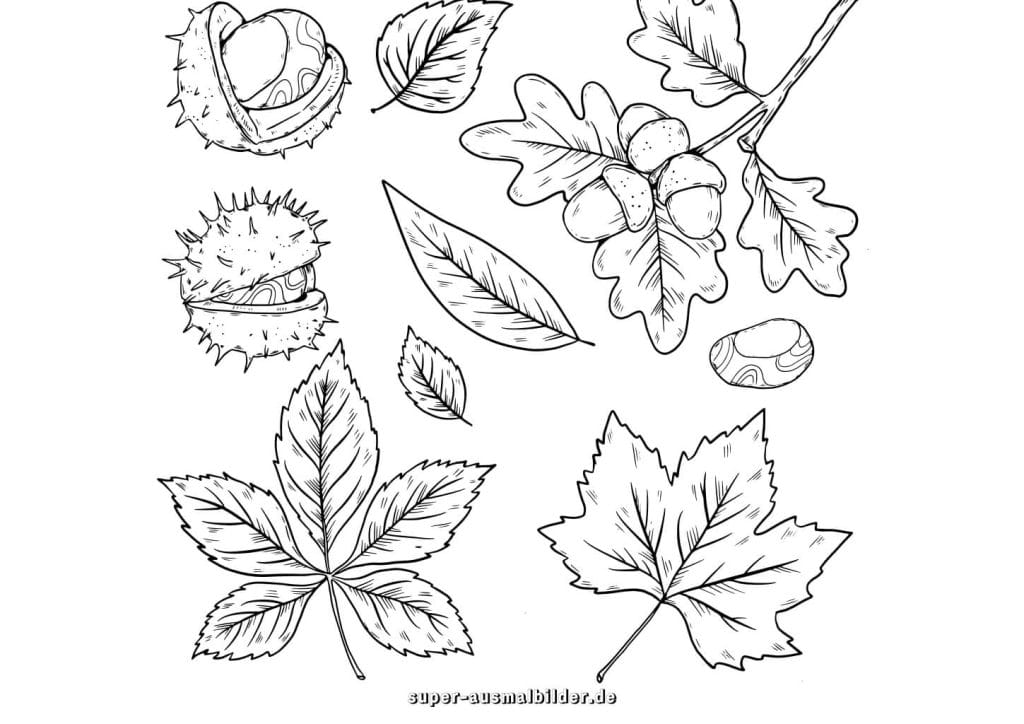 Kastanien und Eicheln Malvorlage – Herbstmotive mit Blättern und Früchten, kostenlose Druckvorlage für Kinder