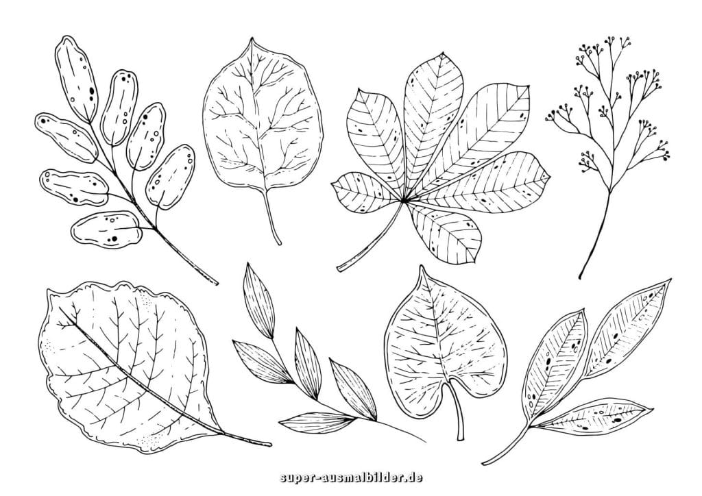 Kastanienblätter Malvorlage – große Herbstblätter mit feinen Linien, kostenlose Ausmalbilder zum Drucken