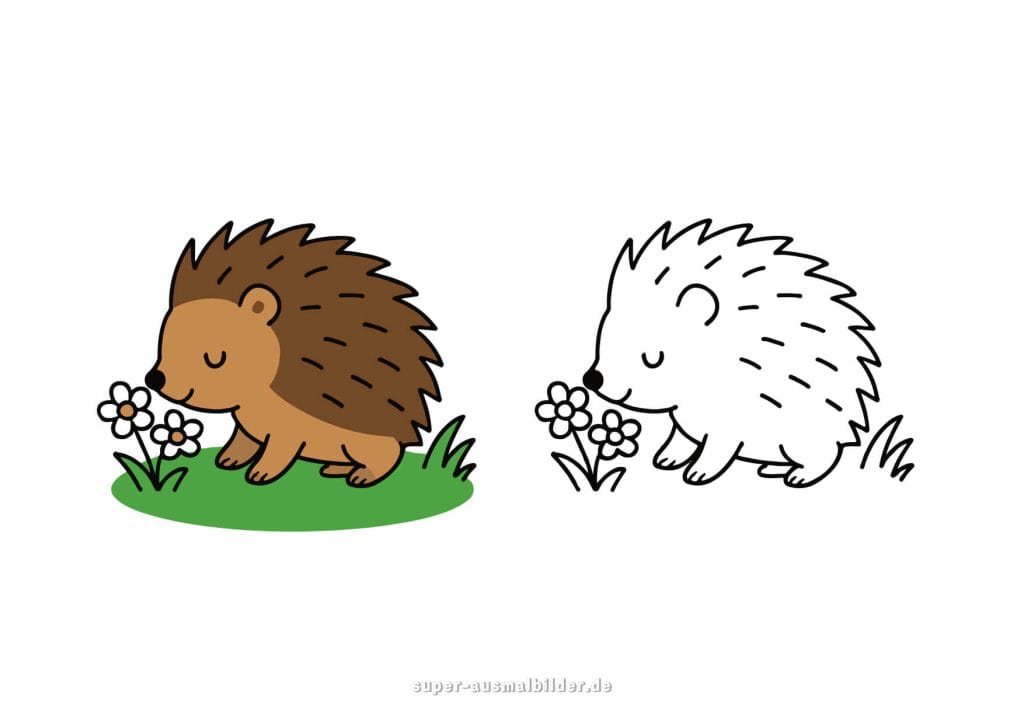 Schlafender Igel Malvorlage – süßer Igel schnuppert an Blumen, schwarz weiß und farbig dargestellt, ideal für Kinder
