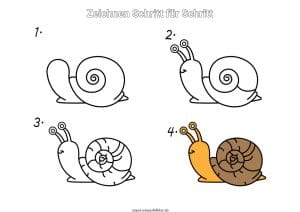 Schnecke zeichnen lernen Schritt für Schritt